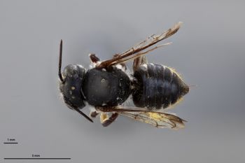 Media type: image;   Entomology 790890 Aspect: habitus dorsal view